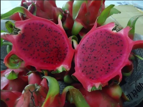 FRESH DRAGON FRUIT/PITAYA WITH THE COMPETITIVE PRICE / WHATSAPP: +84-979558557