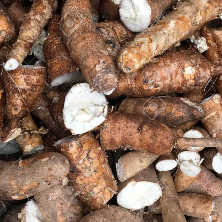 
CHEAP FRESH CASSAVA TUBERS AND SWEET TAPIOCA FRESH CASSAVA FOR SALE Edible Grade 