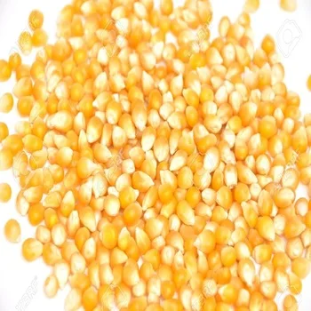 
YELLOW MAIZE / YELLOW CORN FOR ANIMAL FEED 