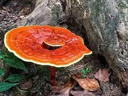 
Best Quality Reishi mushroom /Whatsapp +84 845 639 639 (Ms.Holiday) 