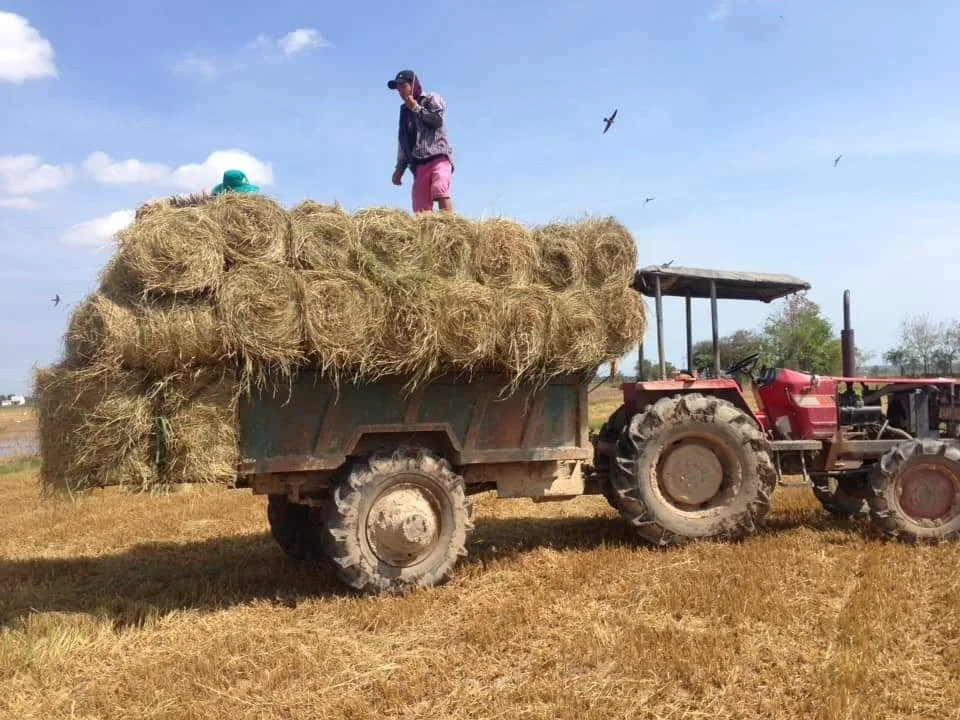Vietnam Rice Straw For Animal Feed & BBQ Tools