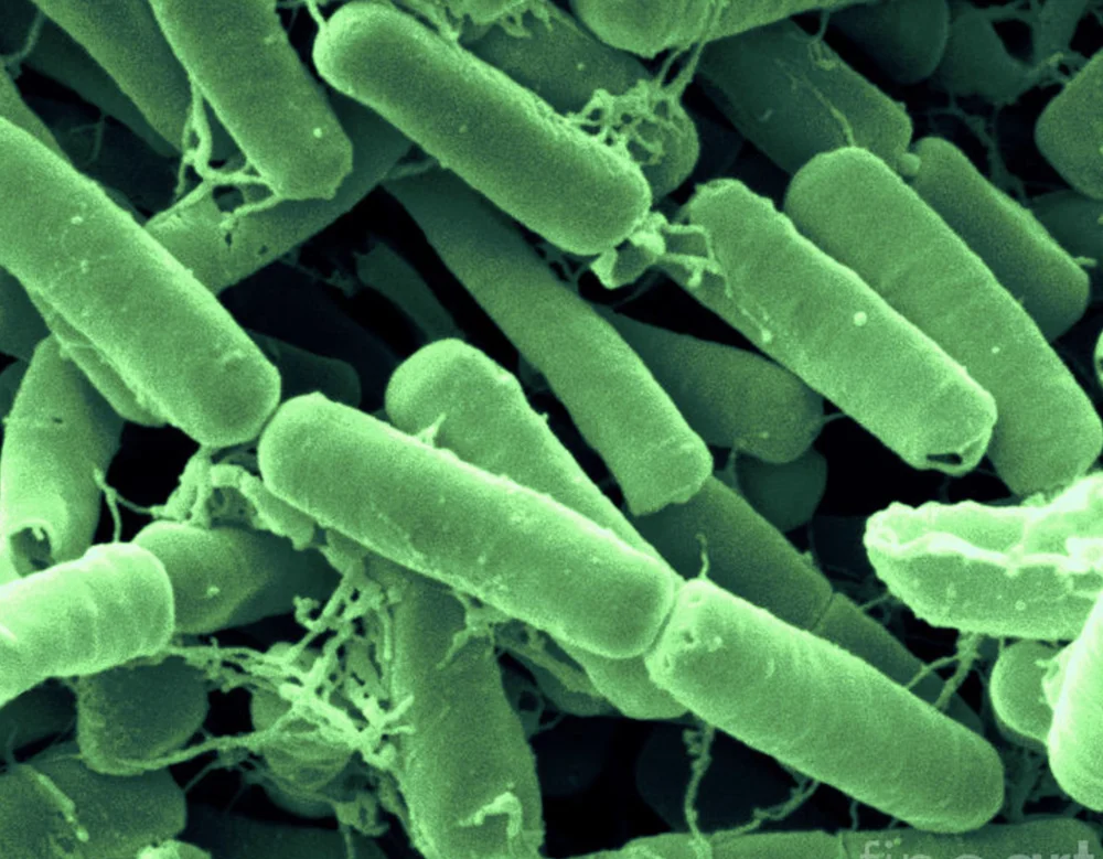 Bacillus Thuringiensis Kurstaki Highest Quality 4000 IU/mg 8000IU/mg 16000 IU/mg