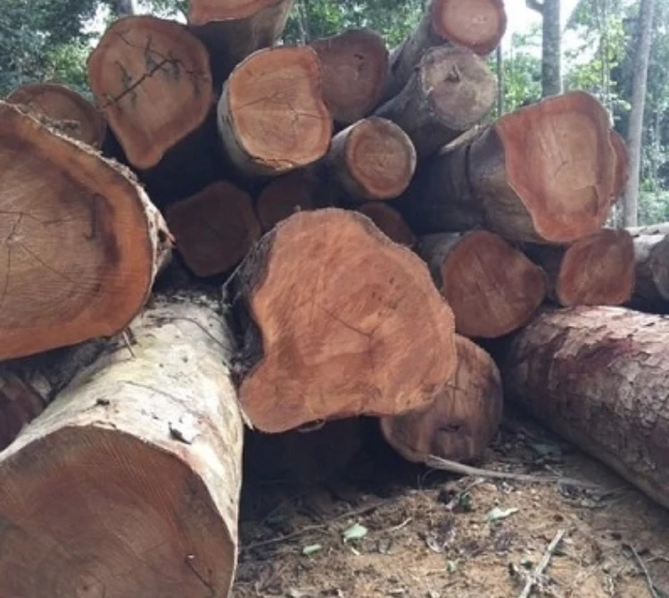 
Hard Wood Sapelli / Bubinga / Tali / Iroko / Doussie / for sale 