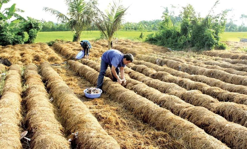 Vietnam Rice Straw For Animal Feed & BBQ Tools