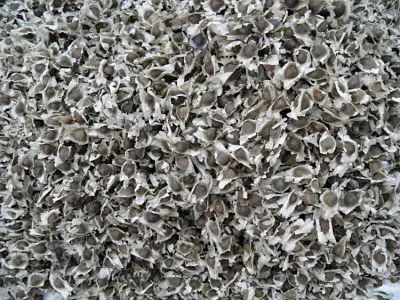 Индийский moringa Семена