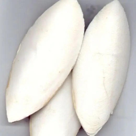 DRIED CUTTLEFISH BONE WITH MANY SIZES FROM VIETNAM / Ms.Thi Nguyen +84 988 872 713