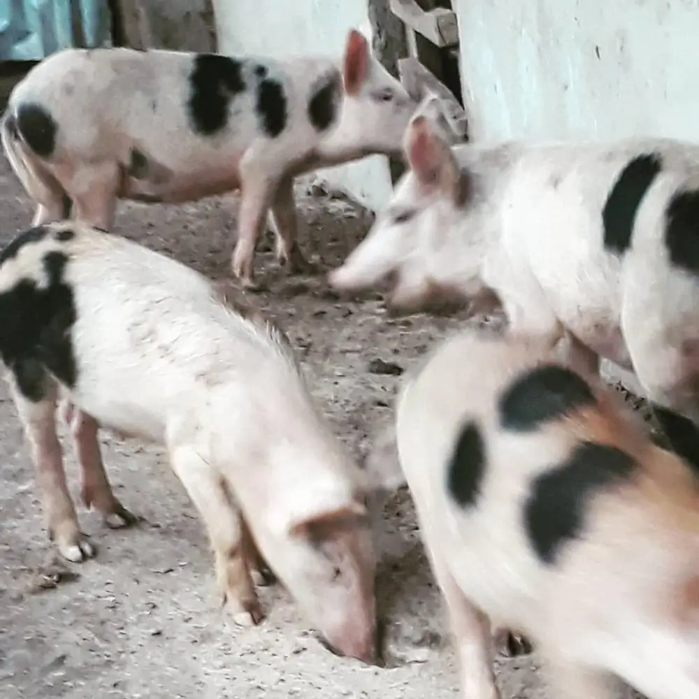 
Premium Live Pigs/ Pregnant Live Pigs /Alive / Live Pigs for sale 
