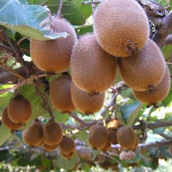 
KIWI FRUITS 