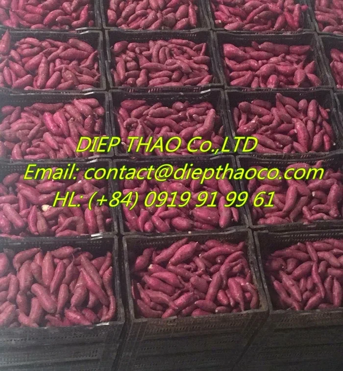 FRESH JAPANESE SWEET POTATO