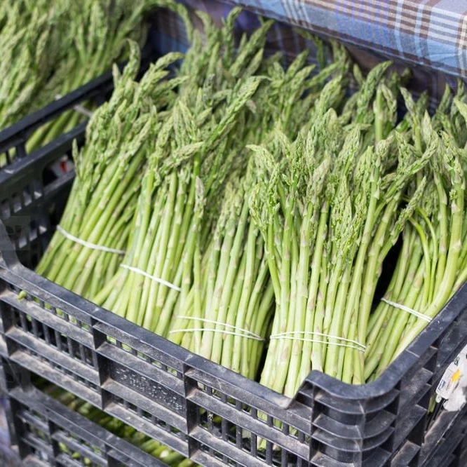 
New Crop Top Quality Fresh Asparagus 