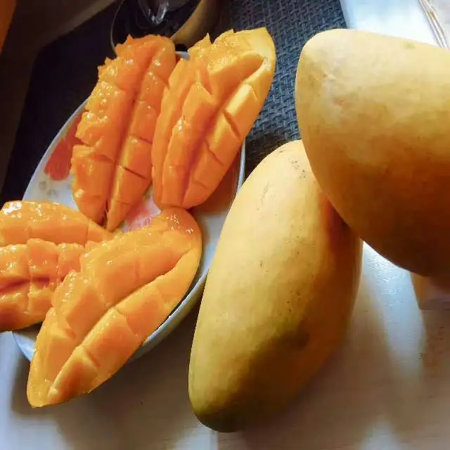 
A+ Export Quality Fresh Mango Pakistan - EU Standard Packing 