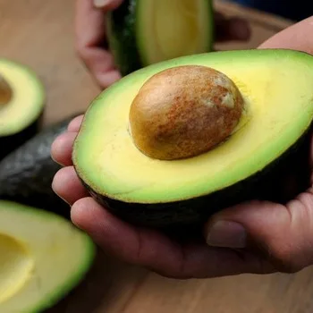 Premium Quality Hass Avocado