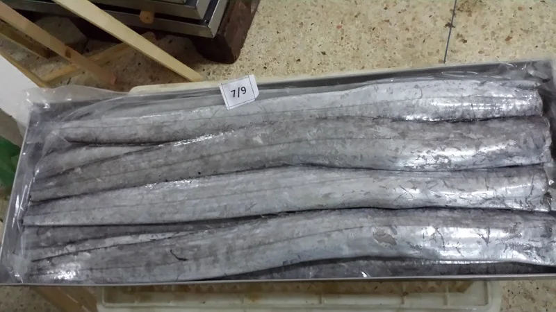 
Frozen Ribbon Fish - HGT Ribbon Fish - China Shipment 
