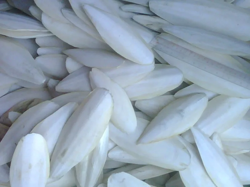 
HIGH QUALITY CUTTLE FISH BONE / CUTTLEBONE / SQUID BONE (WS: 0084987731263) 