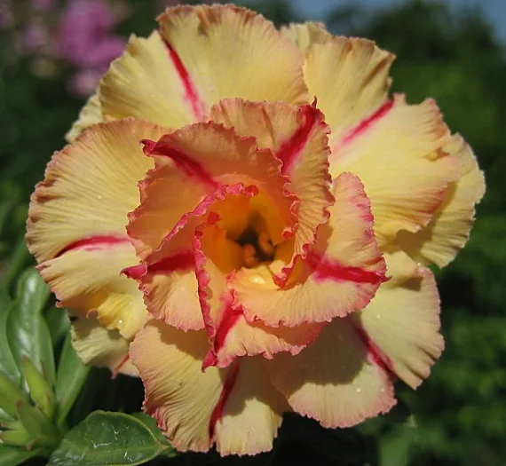 
ADENIUM 4993 