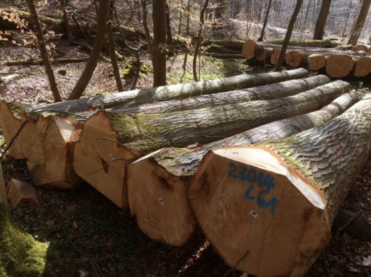 
Hard Wood Sapelli / Bubinga / Tali / Iroko / Doussie / for sale 