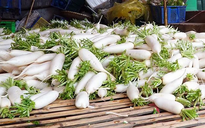 FRESH WHITE RADISH FOR SALE 2019