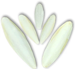 DRIED CUTTLEFISH BONE WITH MANY SIZES FROM VIETNAM / Ms.Thi Nguyen +84 988 872 713