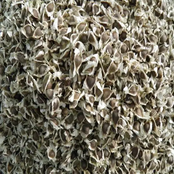 Бескрылые семена PKM1 Moringa для пользы