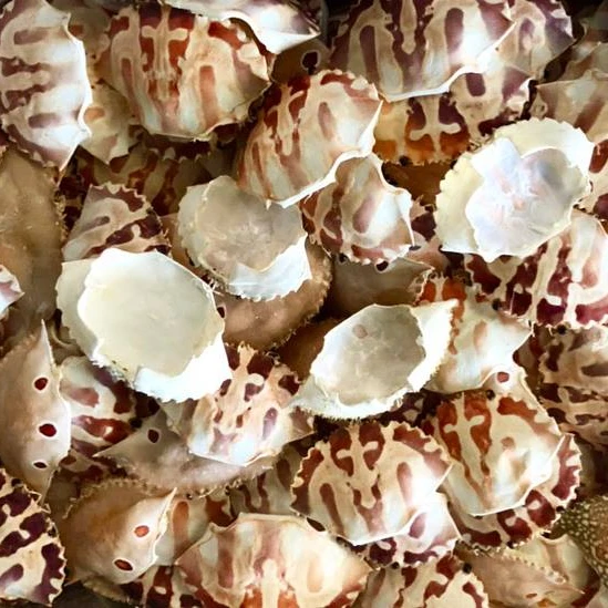 
DRIED BEAUTIFUL CRAB SHELL/VIETSEAFARM/VIETNAM 