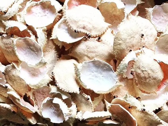 
DRIED BEAUTIFUL CRAB SHELL/VIETSEAFARM/VIETNAM 