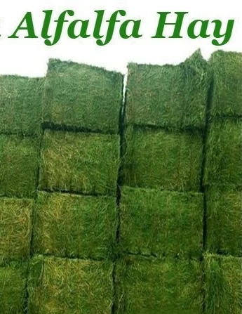 A Grade high quality Alfalfa Hay