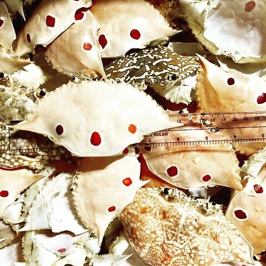 
DRIED BEAUTIFUL CRAB SHELL/VIETSEAFARM/VIETNAM 