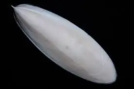 
HIGH QUALITY CUTTLE FISH BONE / CUTTLEBONE / SQUID BONE (WS: 0084987731263) 