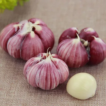 TOP QUALITY FRESH GARLIC