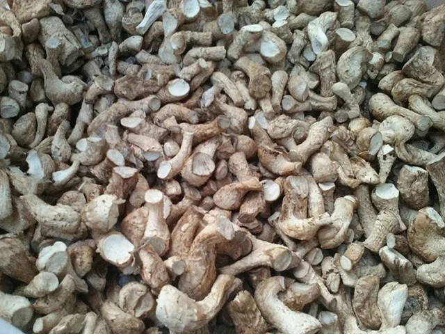 
VIETNAM HIGH QUALITY SHIITAKE MUSHROOM/MAGIC MUSHROOMS 