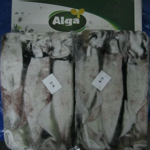
Loligo Squid whole, Cuttlefish whole, Octopus whole 