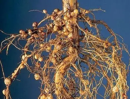Rhizobium Nitrogen Fixing Bio Inoculant Highest Quality