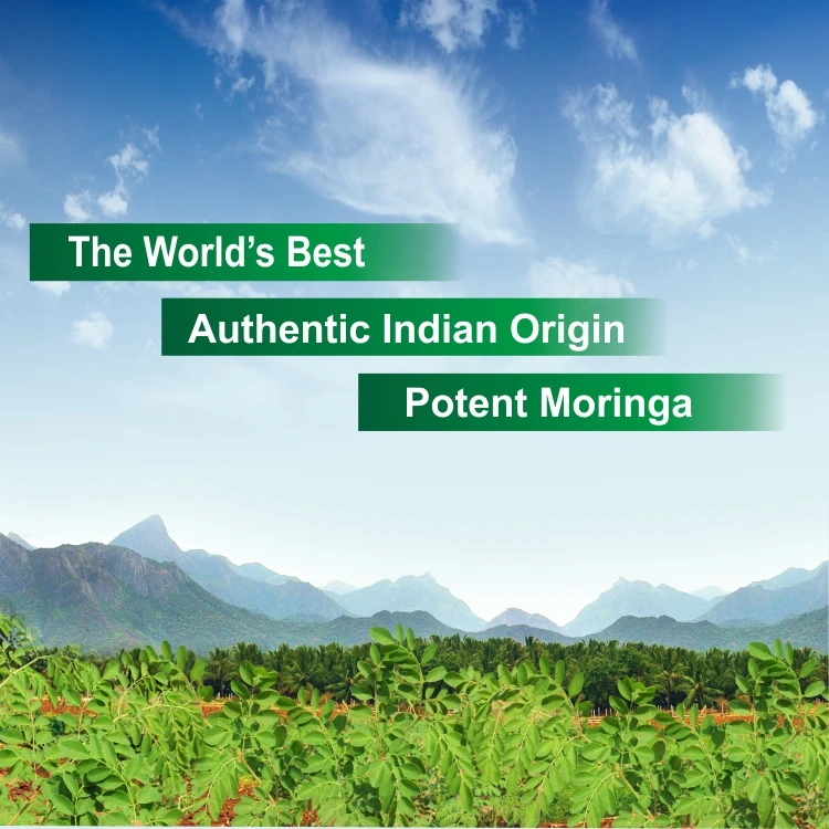  Производитель питания Moringa Max Power в