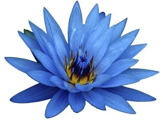 Best Grade Blue lotus absolute oil at bulk price from India