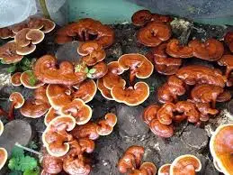 
Best Quality Reishi mushroom /Whatsapp +84 845 639 639 (Ms.Holiday) 