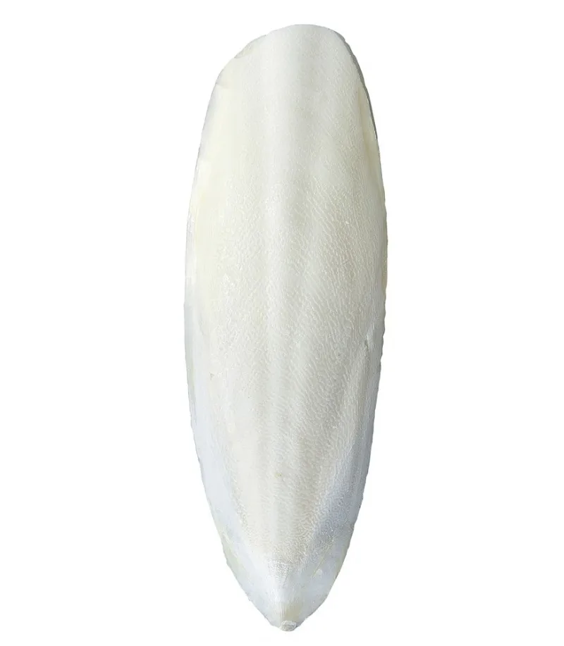VIET NAM IMPORT CUTTLEFISH BONE BEST HIGH QUALITY/WHATSAPP+0084 845639639