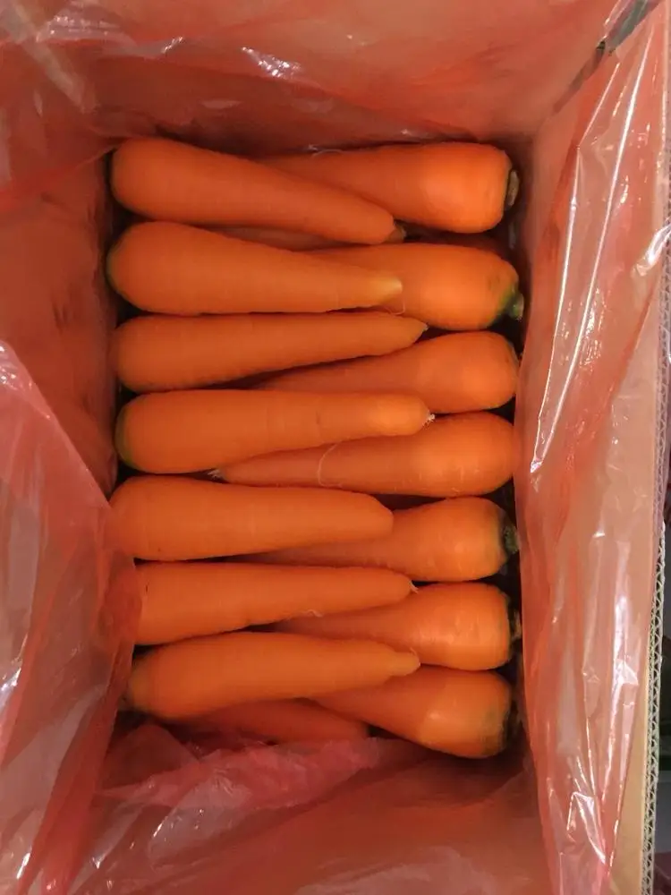 
HIGH QUALITY CARROT VIETNAM FOR EXPORT WITH CHEAP PRICE - WHATSAPP : +84937902846 