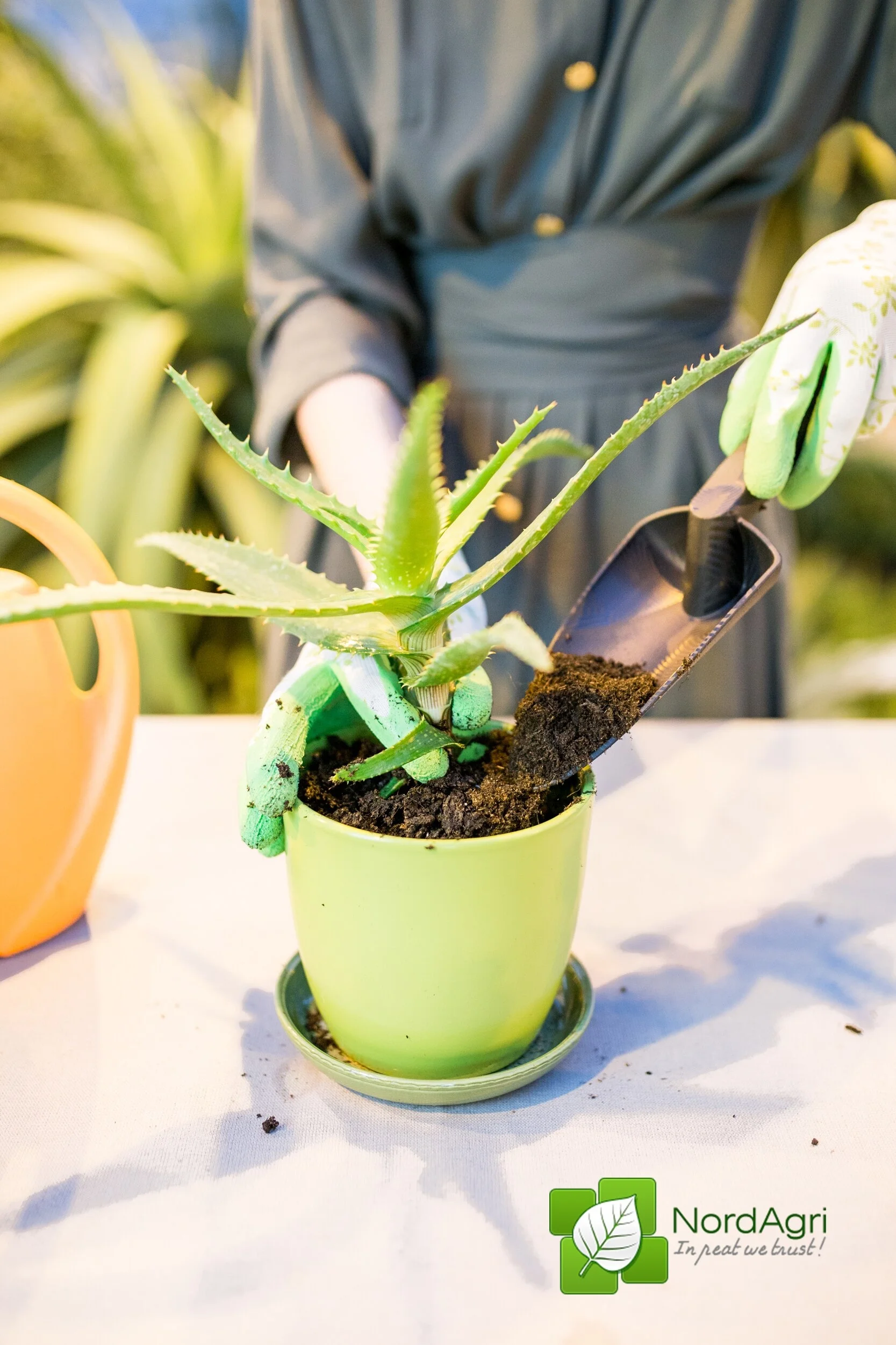 Professional peat moss substrate for plants with high nutrition requirements