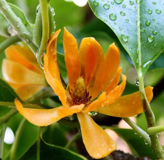 100% Fresh  Pure and Natural Champaca Red  Floral Absolute Oil  With Precious Quality