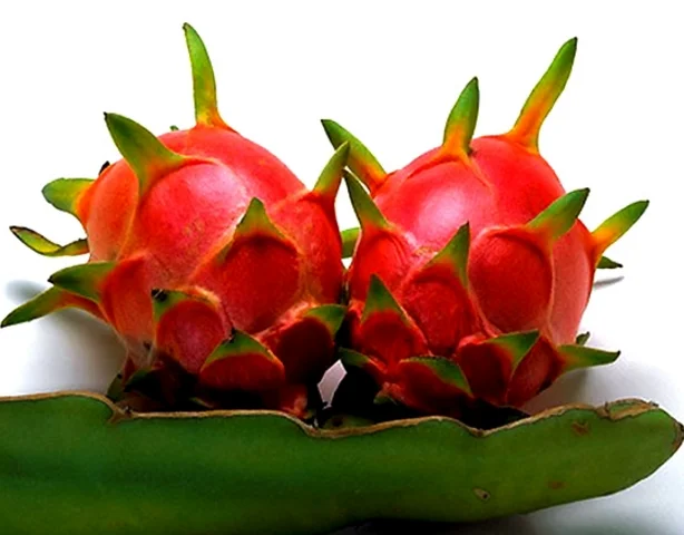 FRESH DRAGON FRUIT/PITAYA WITH THE COMPETITIVE PRICE / WHATSAPP: +84-979558557