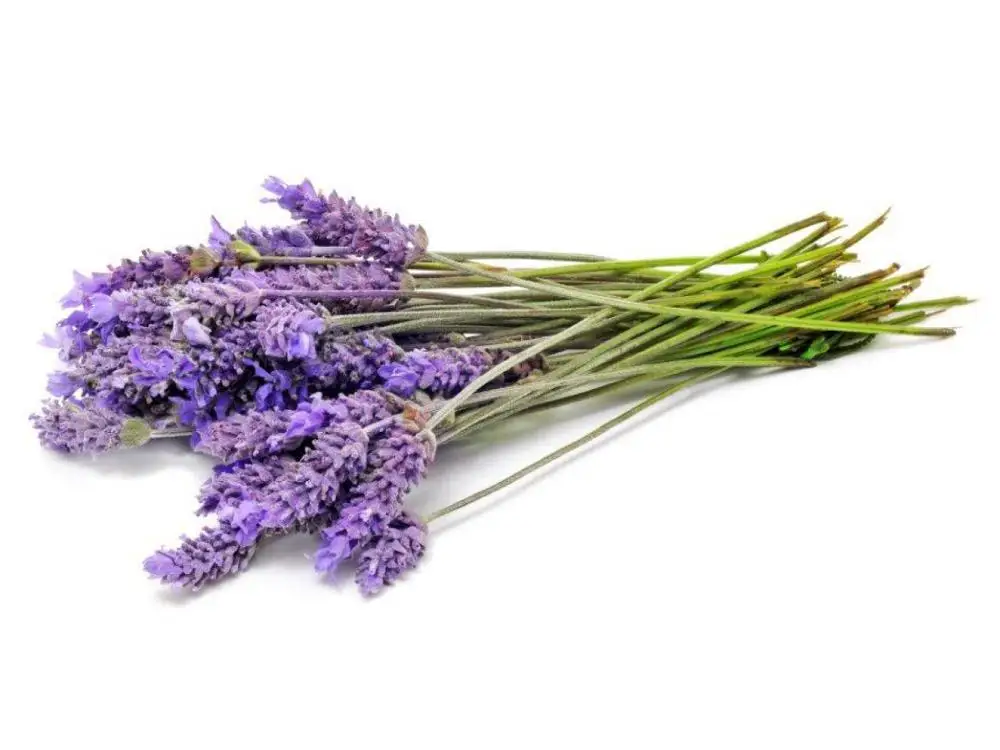 Wholesale Price Top Quality Undiluted 100% Pure Lavender Essential oil