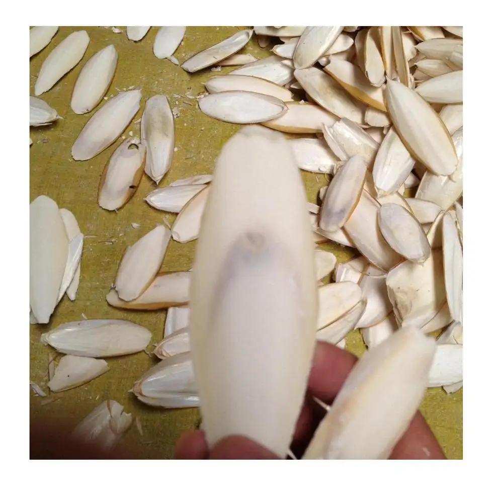 CUTTLE FISH BONE_CUTTLEBONE