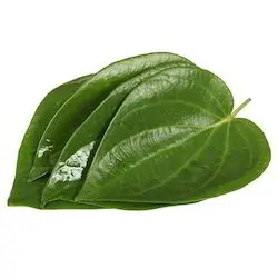 100%  pure natural and top grade Precious Quality With Best Price Betel leaf essential oil