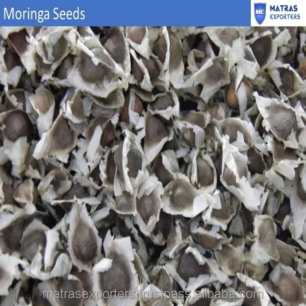 Moringa Семена растений с хорошее