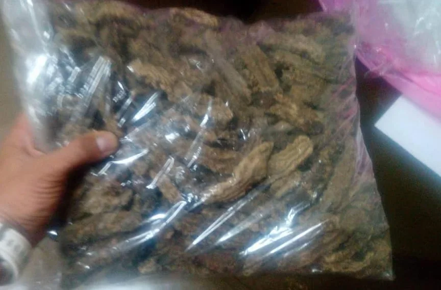 Сушеный морской огурец