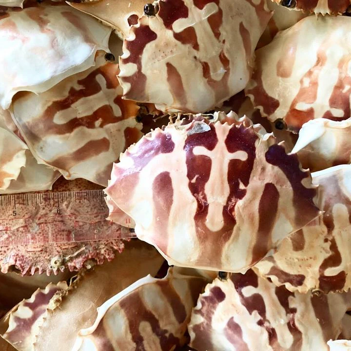 
DRIED BEAUTIFUL CRAB SHELL/VIETSEAFARM/VIETNAM 