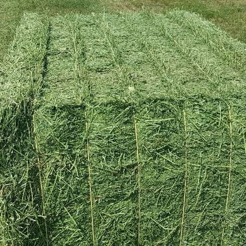 A Grade high quality Alfalfa Hay