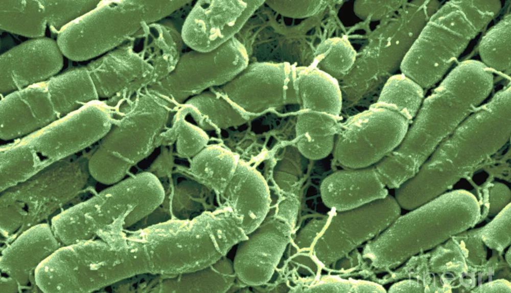 Bacillus Thuringiensis Kurstaki Highest Quality 4000 IU/mg 8000IU/mg 16000 IU/mg