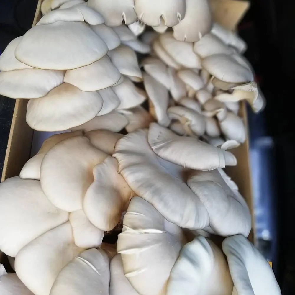 
100% fresh mushroom material IQF frozen oyster mushroom price /good price /asia 