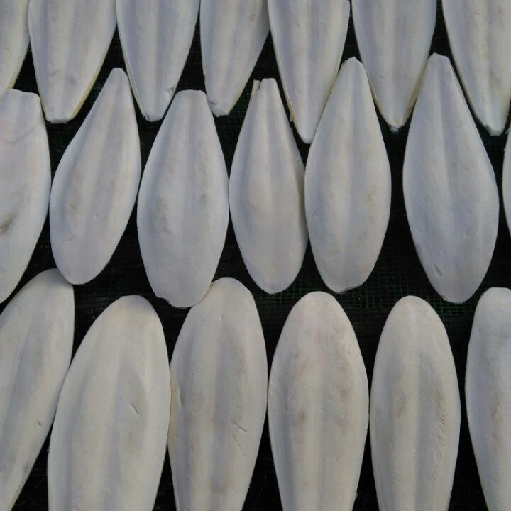 
VIETNAM CUTTLE FISH BONE / CUTTLEBONE / SQUID BONE EU MARKET (WS: 0084987731263) 